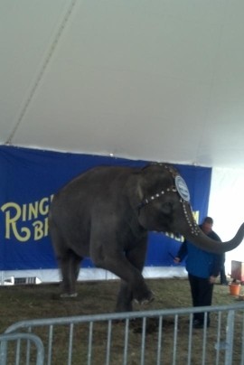 Ringling Brothers Circus Tent for Elephants EventQuip