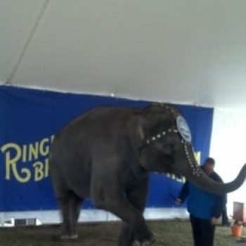 Ringling-Brothers-Circus-Tent-for-Elephants-EventQuip